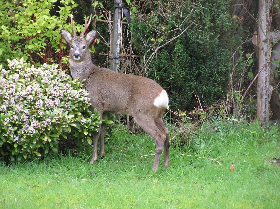 Second deer visiting