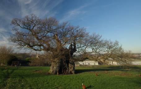 https://upload.wikimedia.org/wikipedia/commons/a/a0/The_Bowthorpe_Oak_-_geograph.org.uk_-_717661_%28cropped%29.jpg